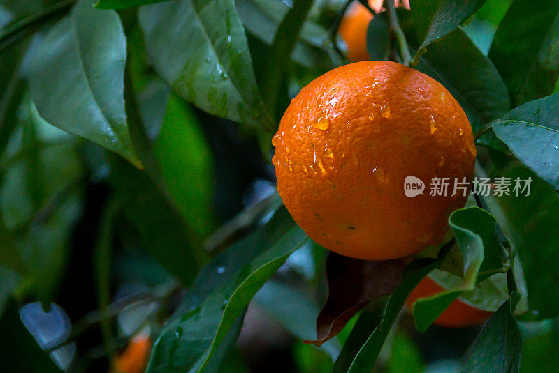 柑橘(Citrus sinensis)，也被称为柑橘(Citrus aurantium)(甜橙组)，包括常见的栽培甜橙，包括血橙和脐橙。